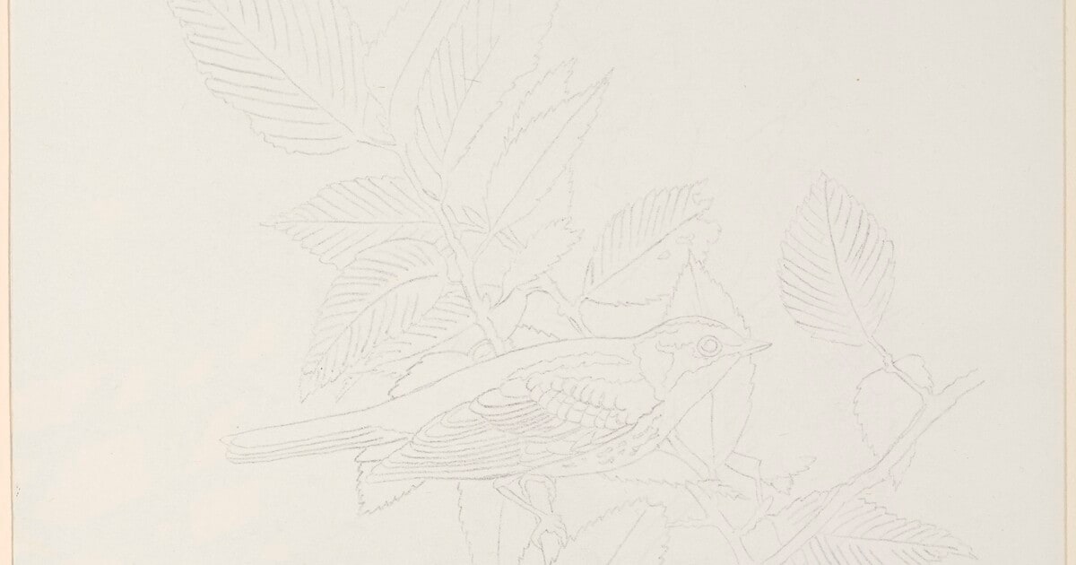 Framed Bird Sketches [Step #3]