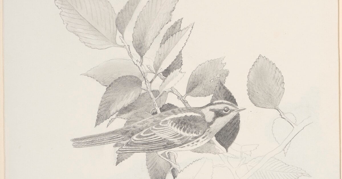 Framed Bird Sketches [Step #1]