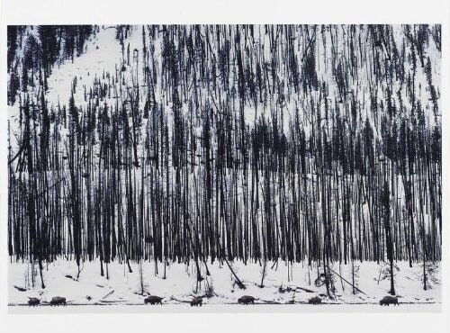 'Yellowstone, USA'