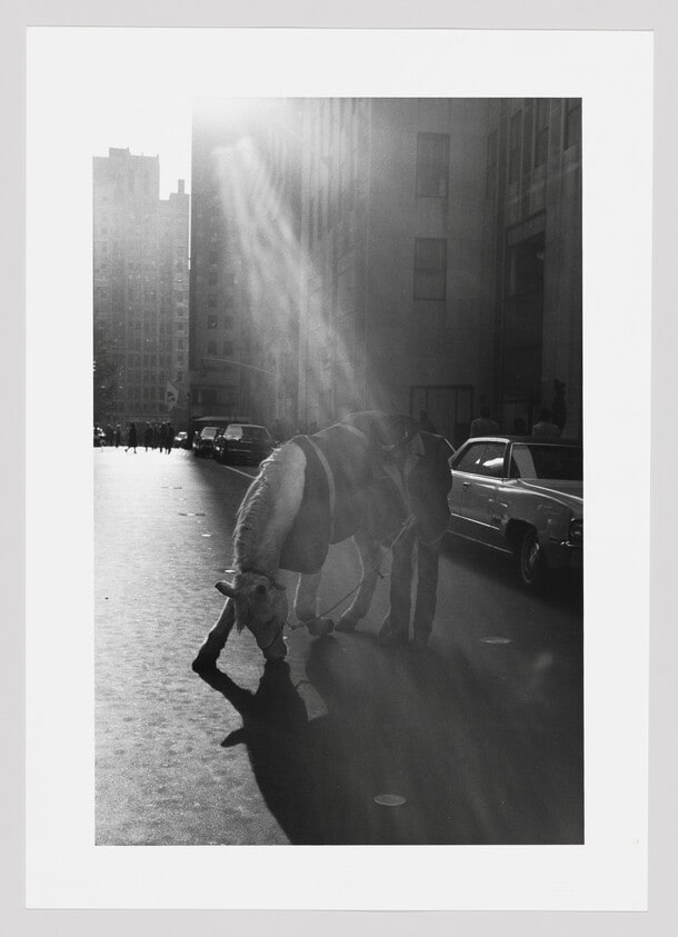 Rodeo Cowboy, Rockefeller Center