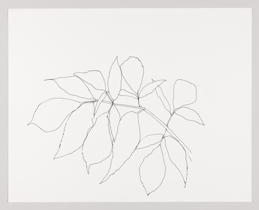 Branch of Leaves