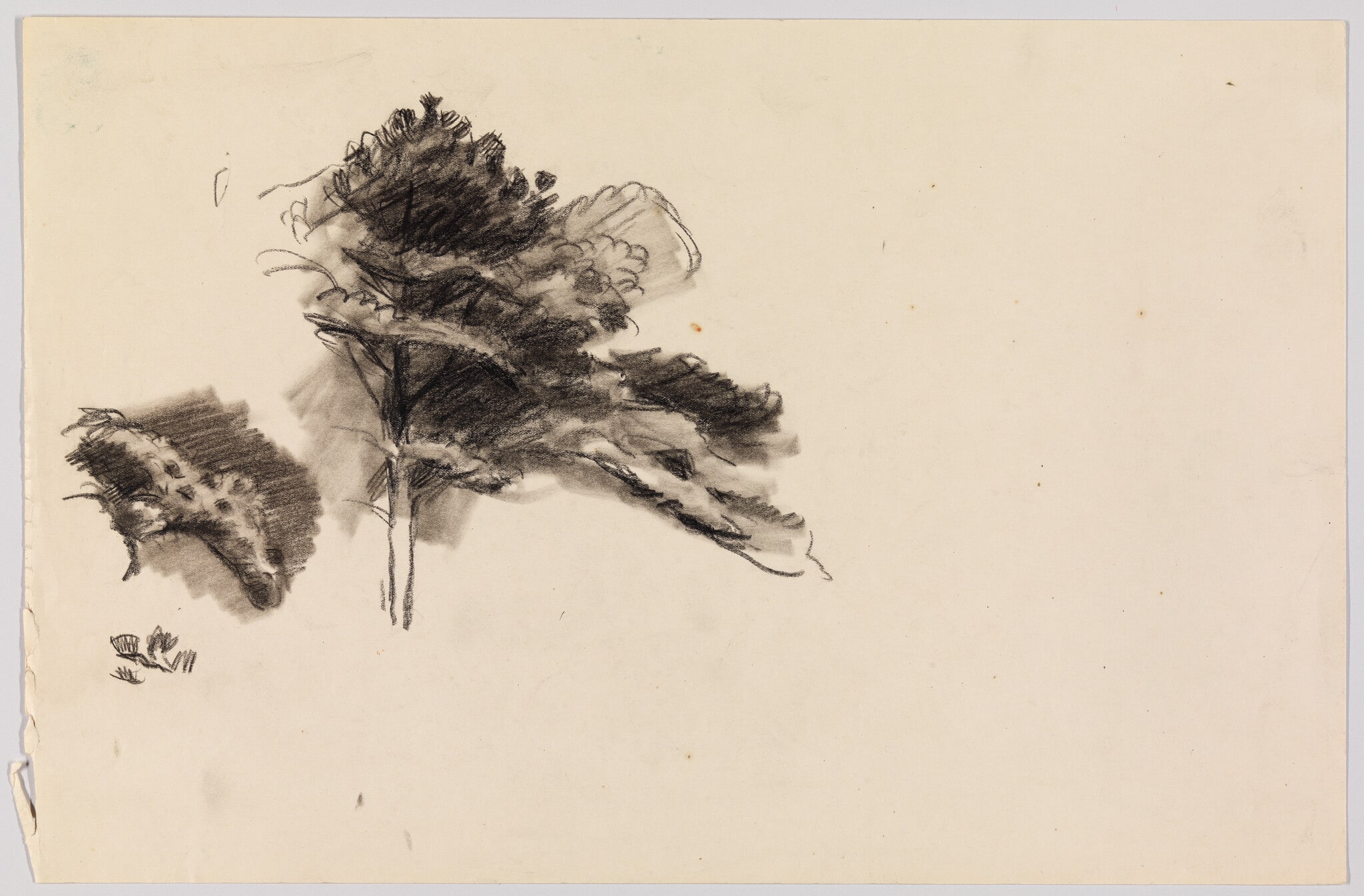 (Study of Foliage)
