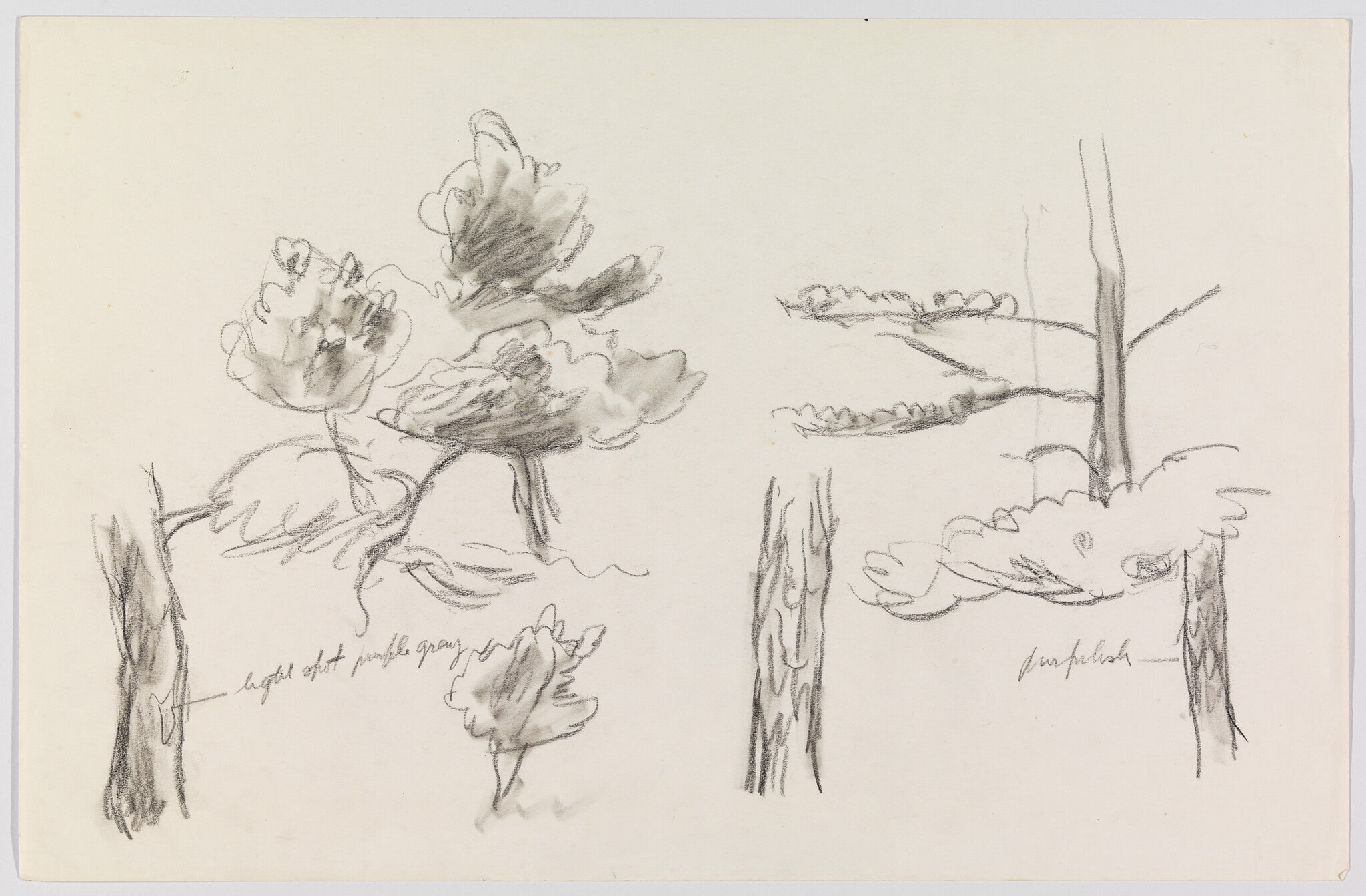 (Study of Foliage)
