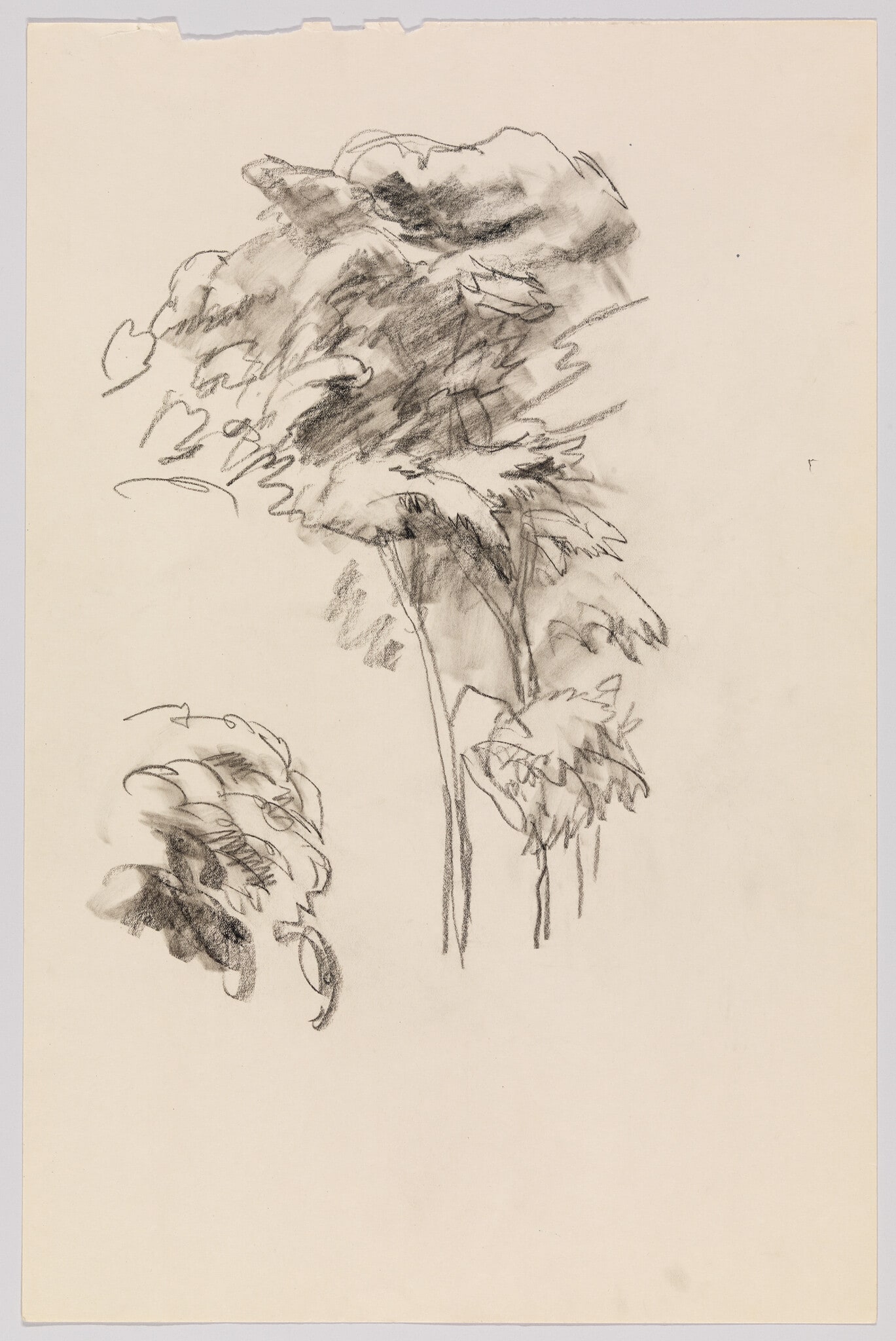 (Study of Foliage)