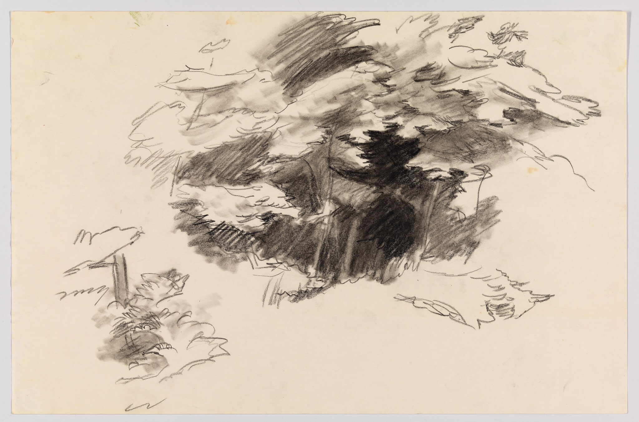 (Study of Foliage)