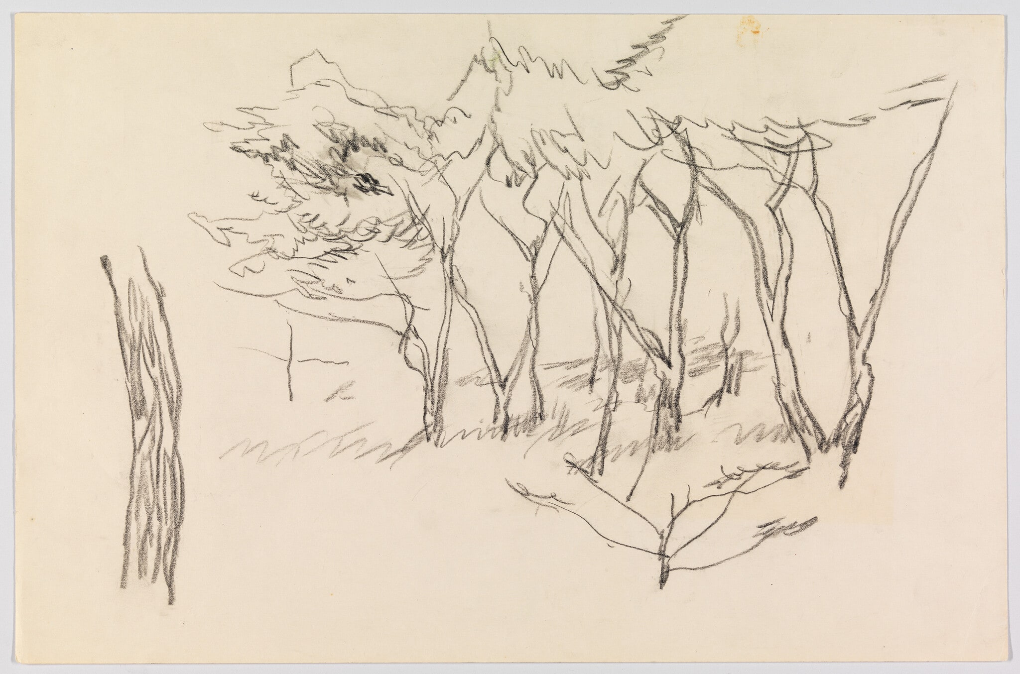 (Study of Foliage)