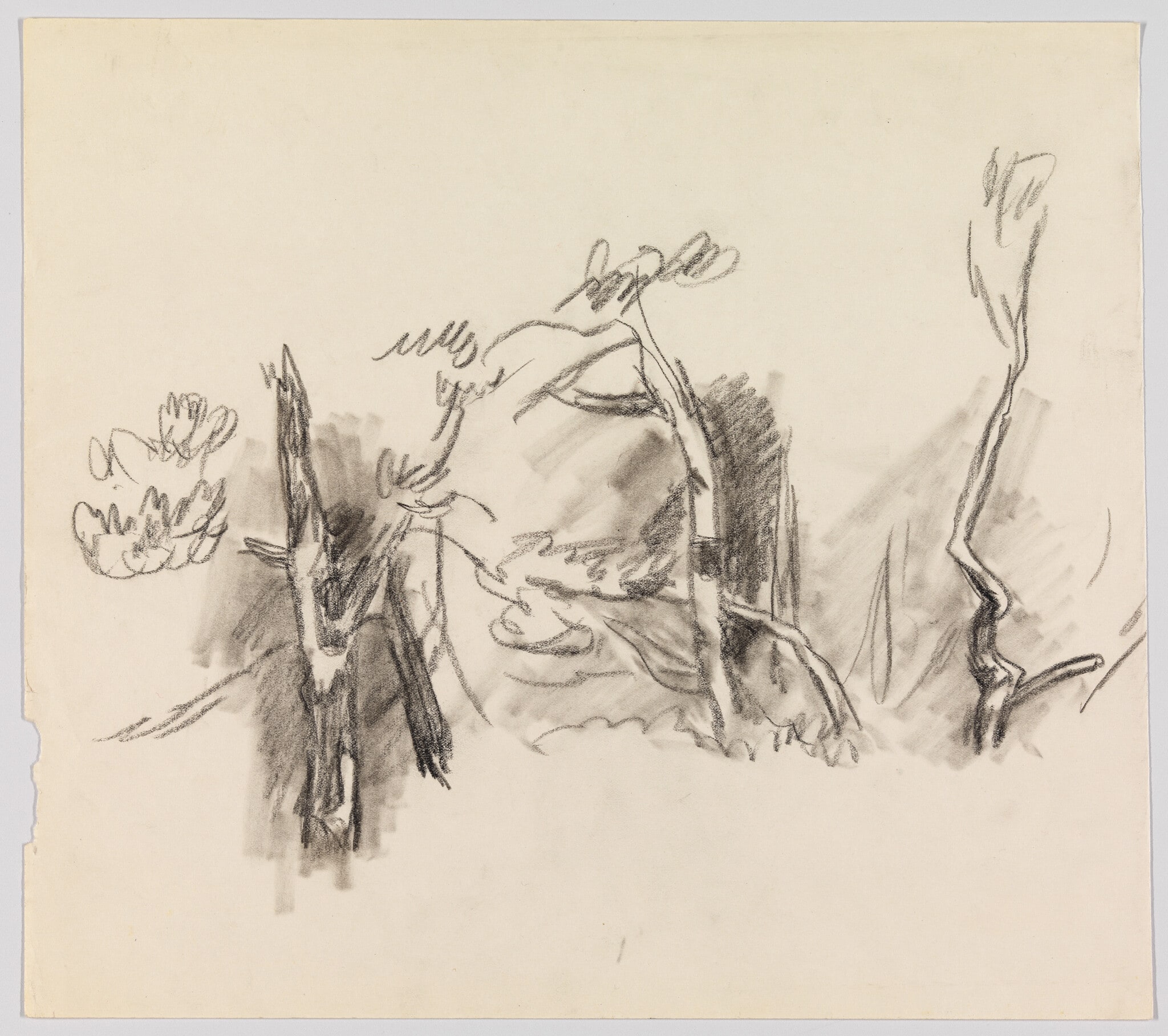 (Study of Foliage)