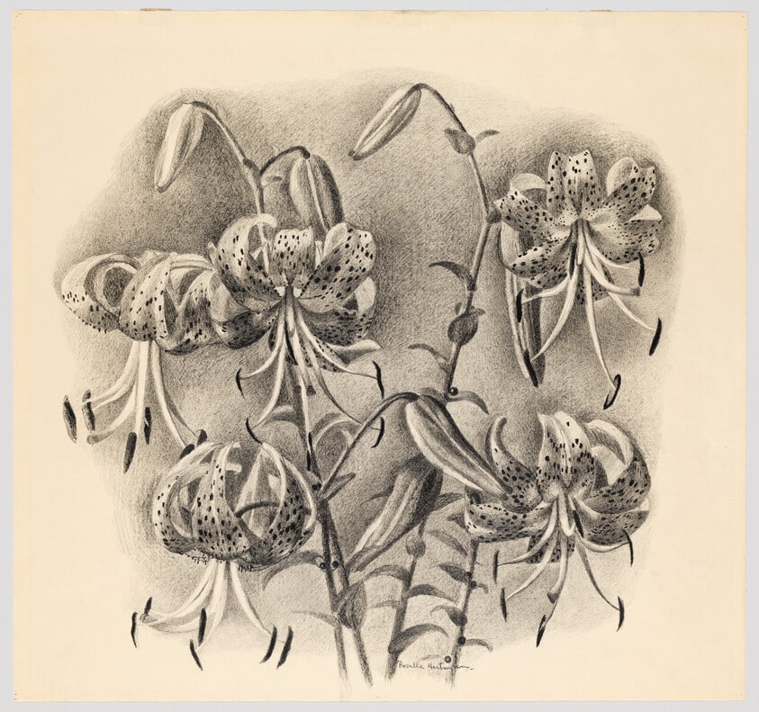 Tiger Lilies