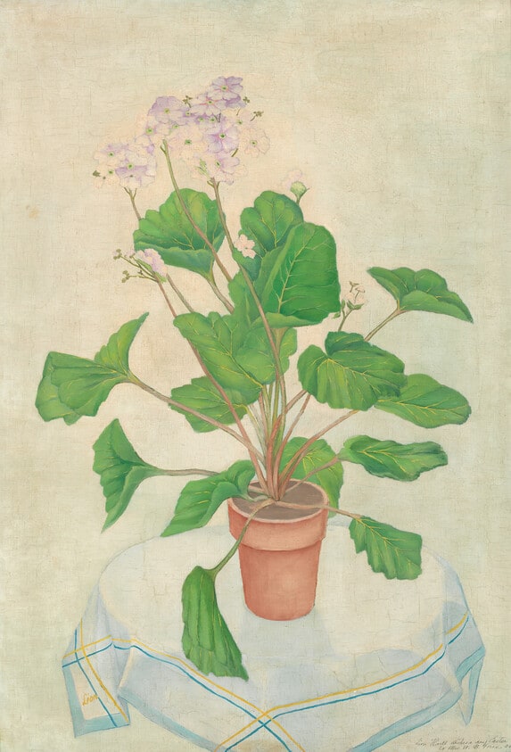 Primroses