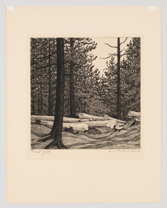 Forest Yield