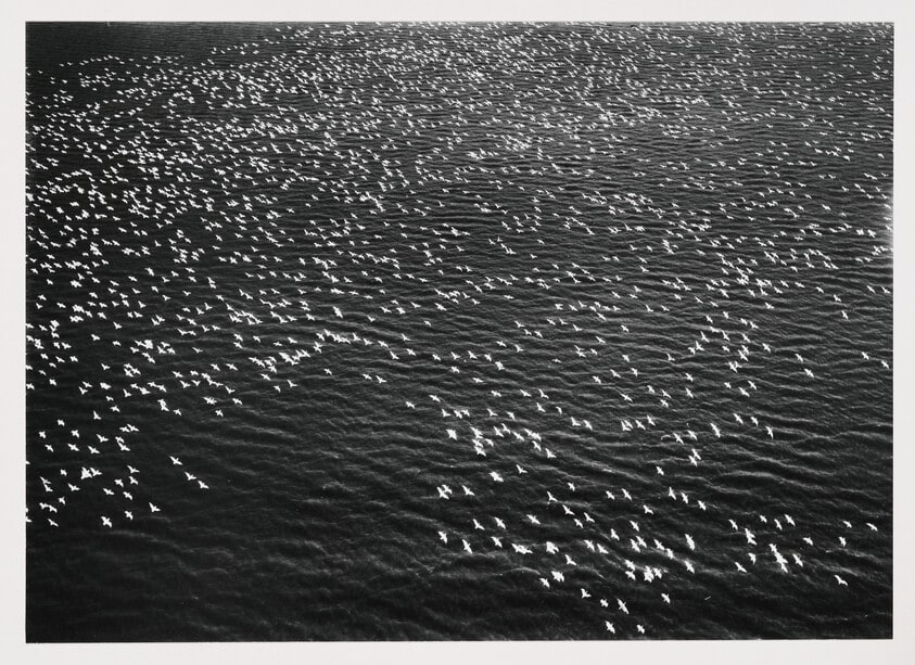 Migrating Snow Geese