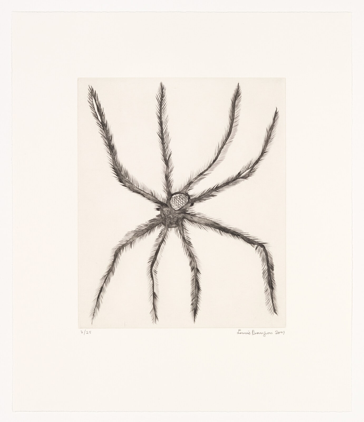 Hairy Spider