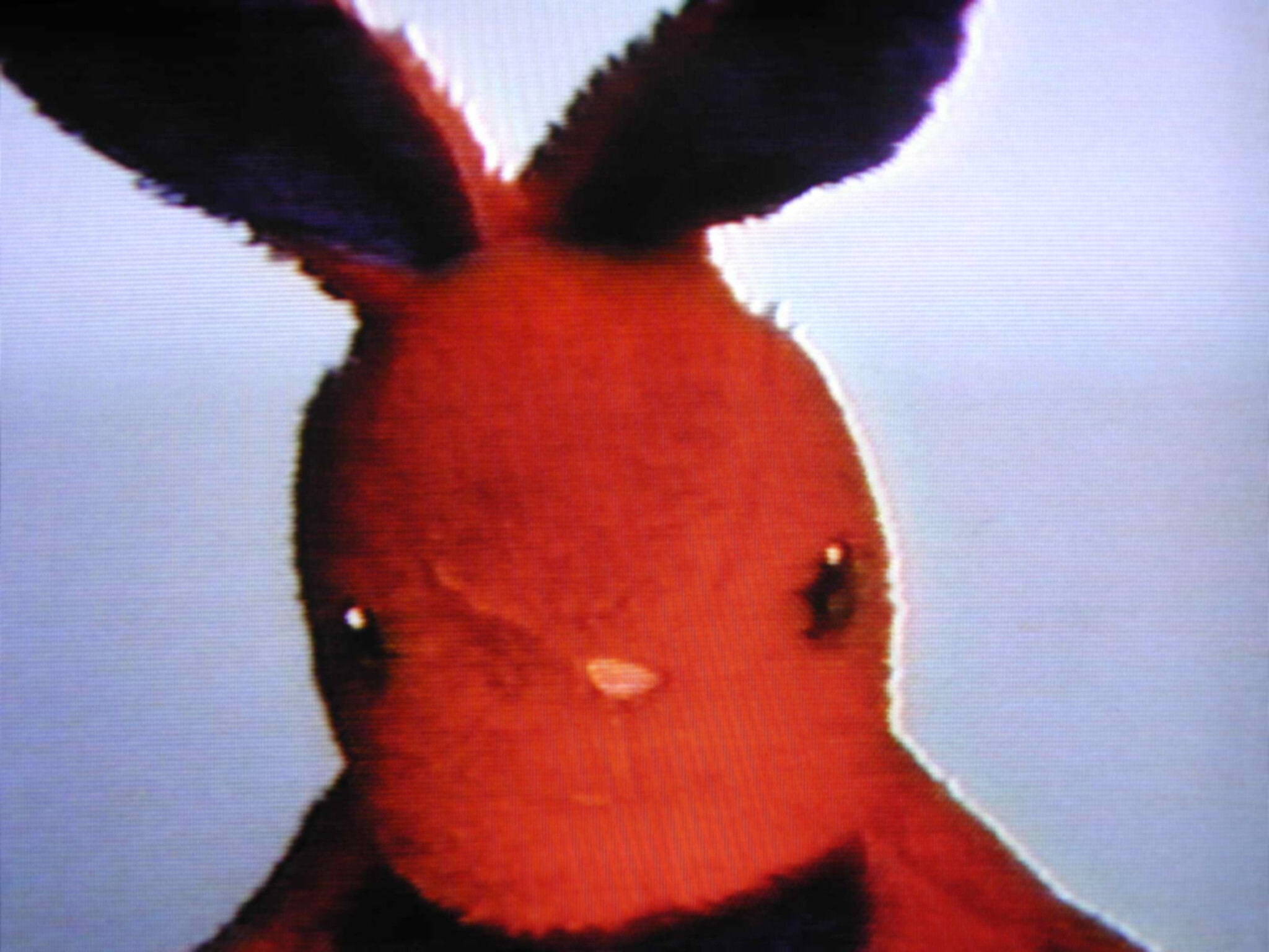 Negative Bunny