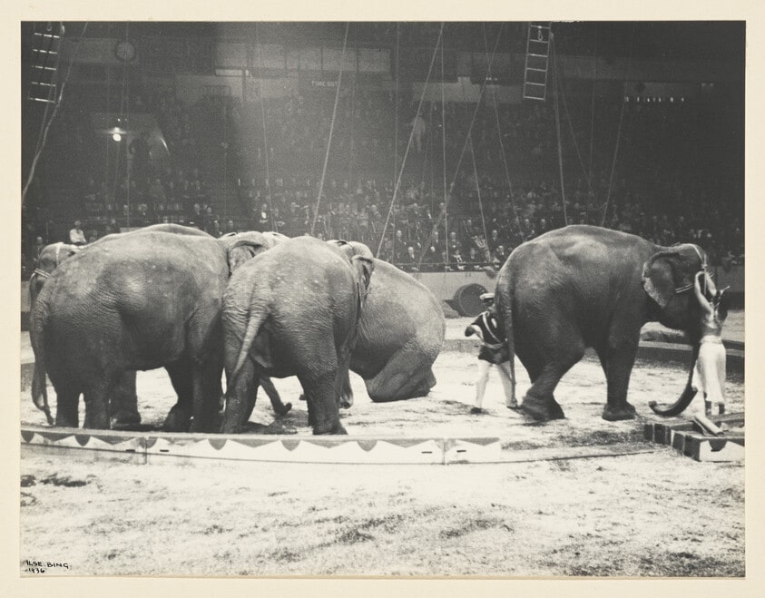 Elephants with Trainer, Circus, NY