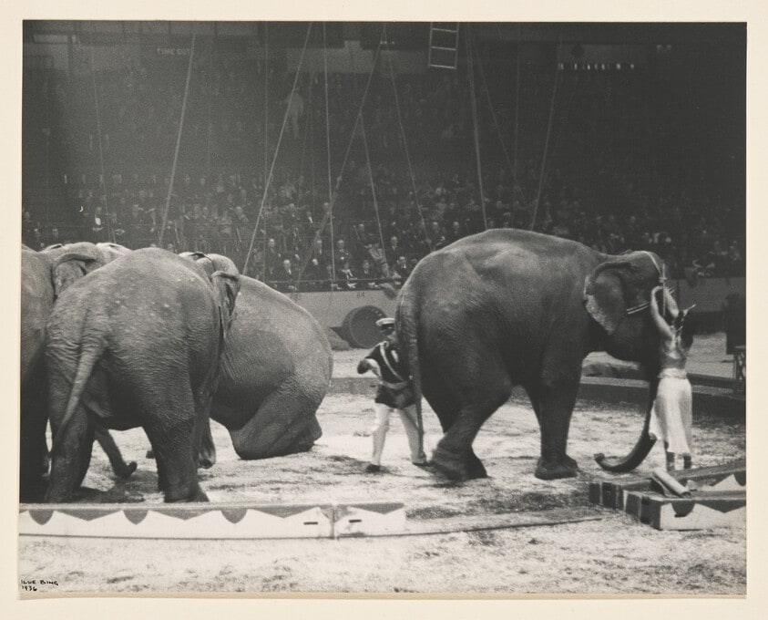 Untitled (Elephants, circus, NY)