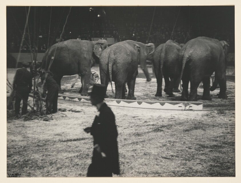 Untitled (Elephants, circus, NY)