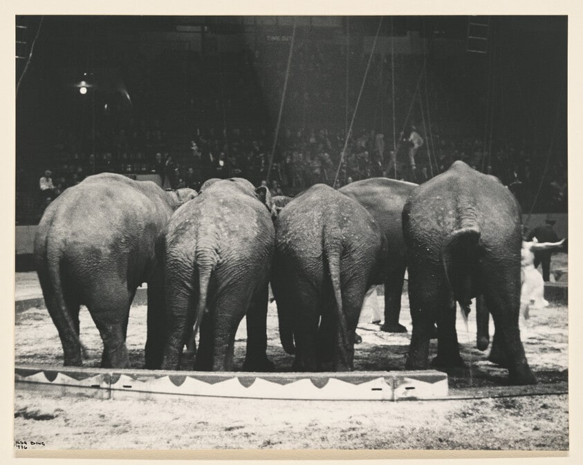 Untitled (Elephants, circus, NY)