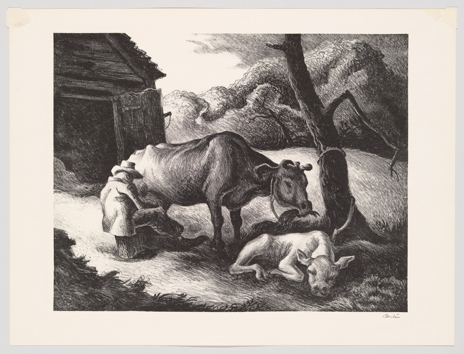 White Calf