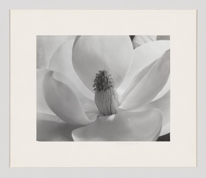 Magnolia Blossom