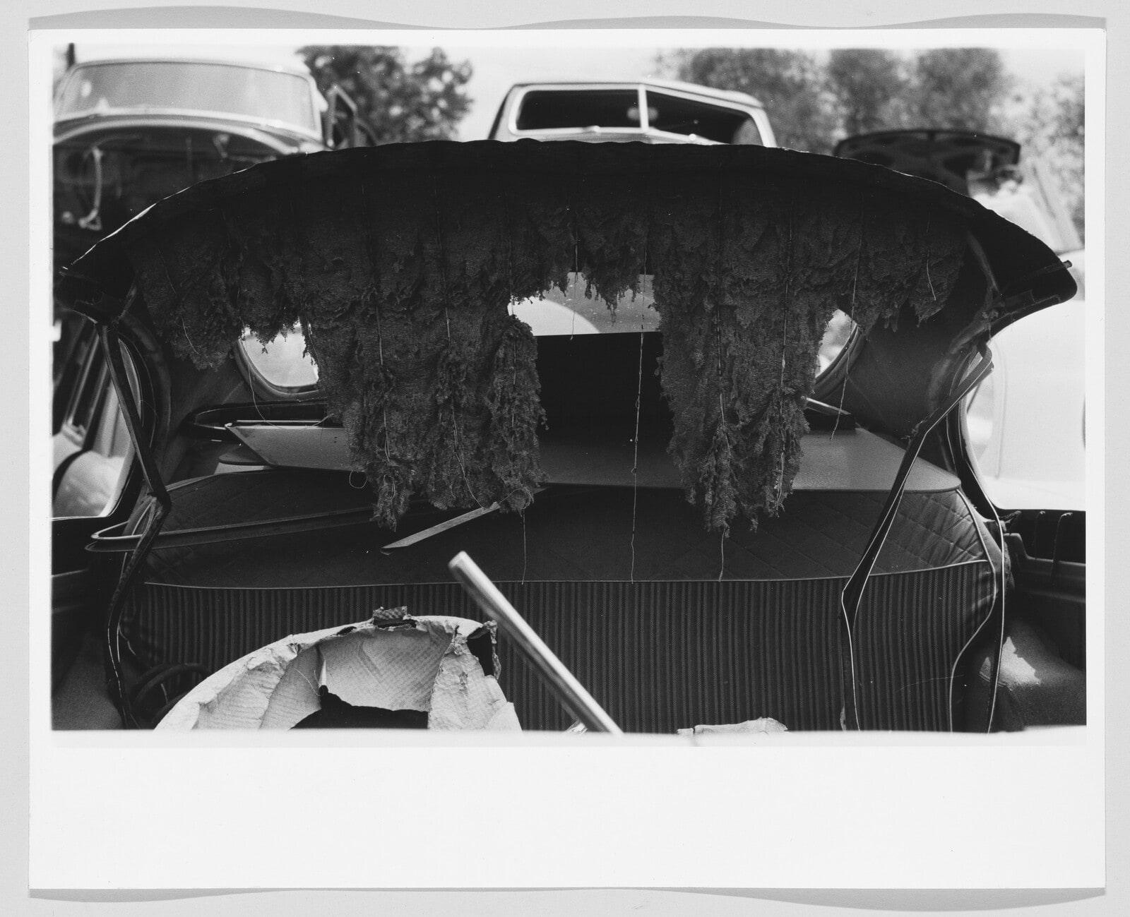 (Moss)