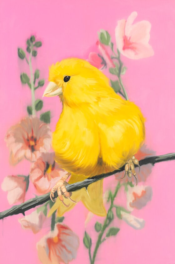 YELLO FELLO 1