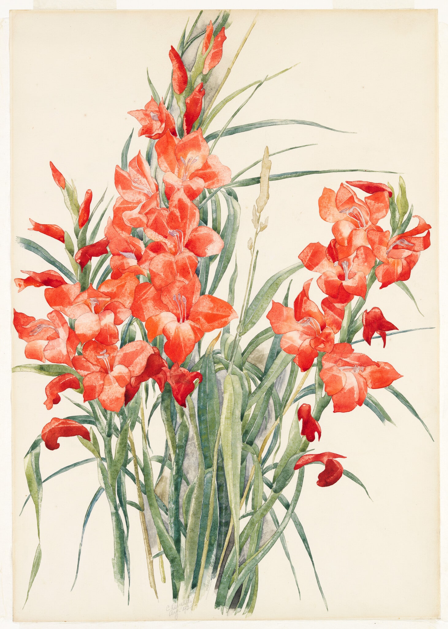Red Gladioli