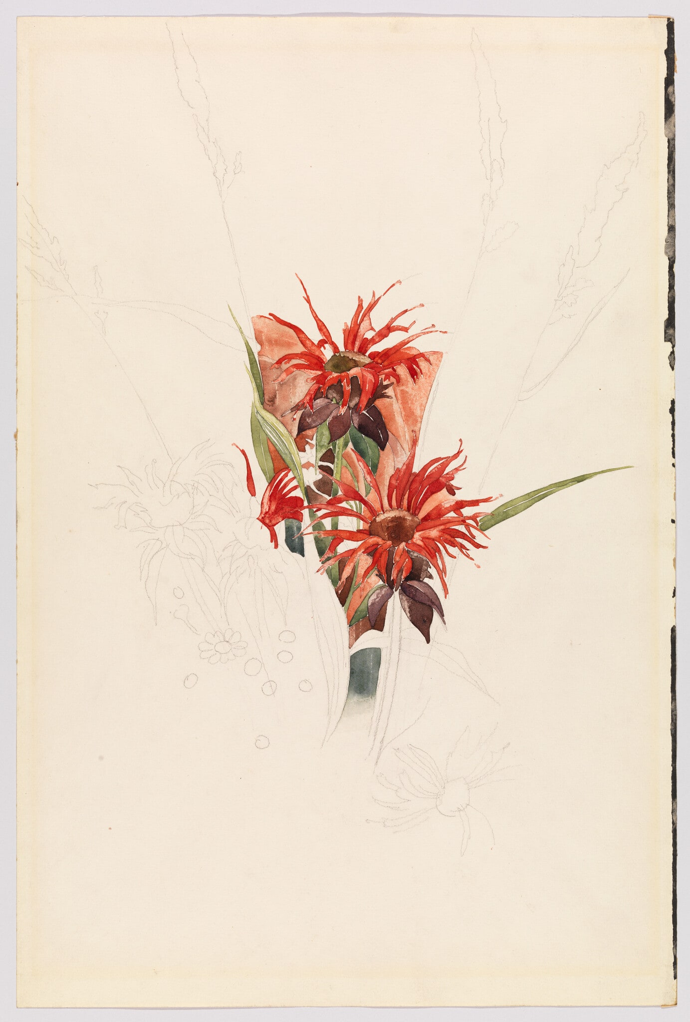 Study of Bee Balm