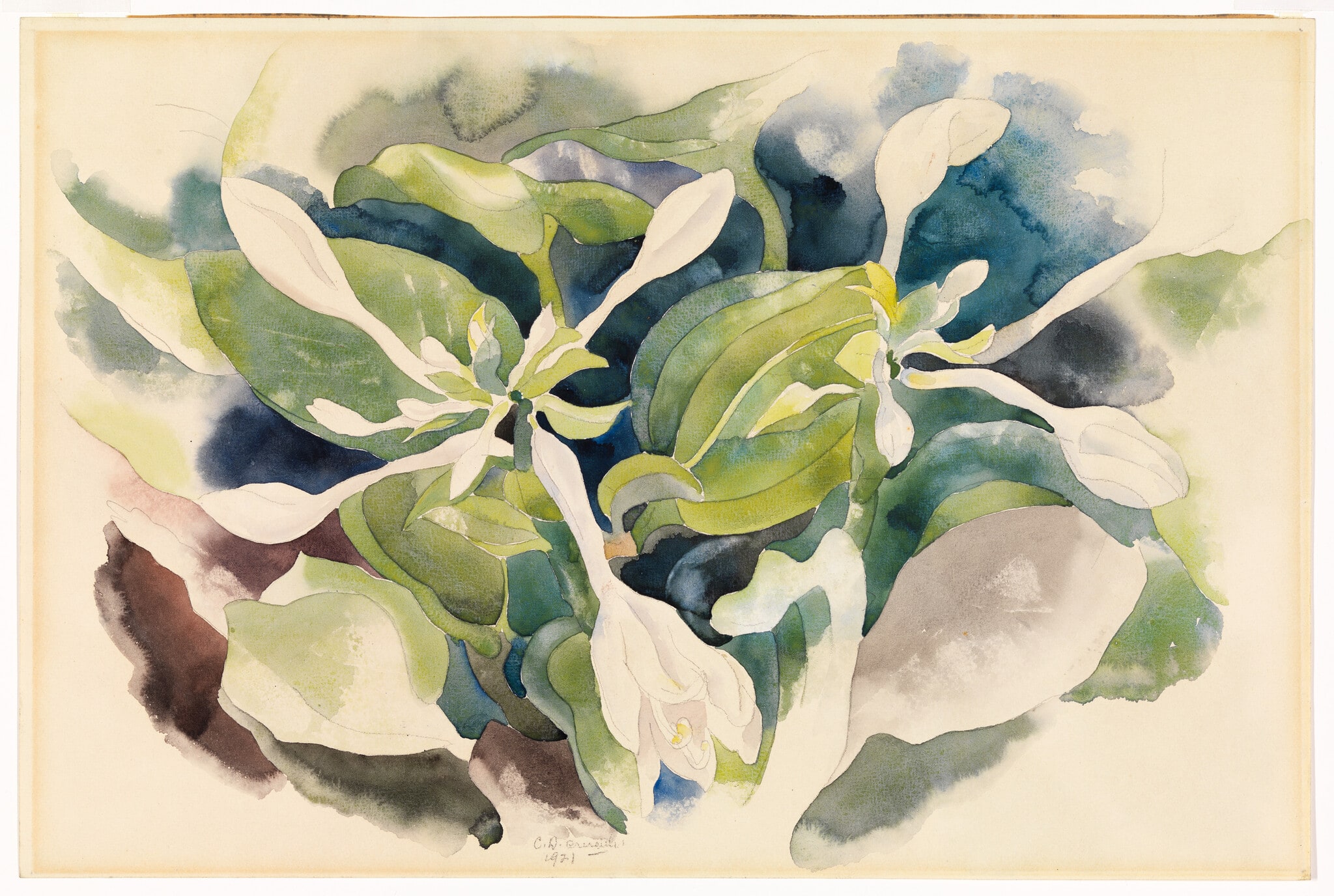 August Lilies