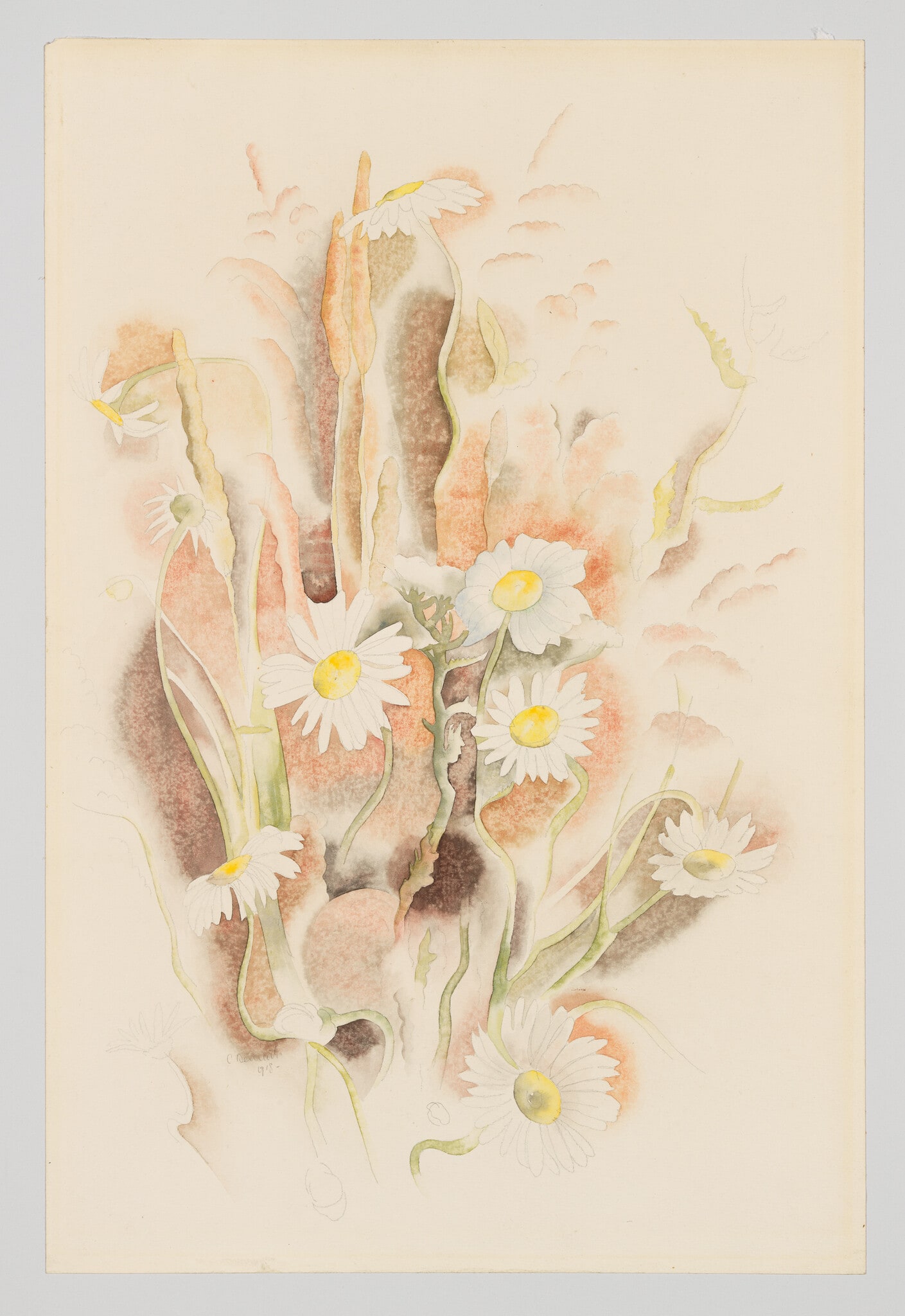 Daisies
