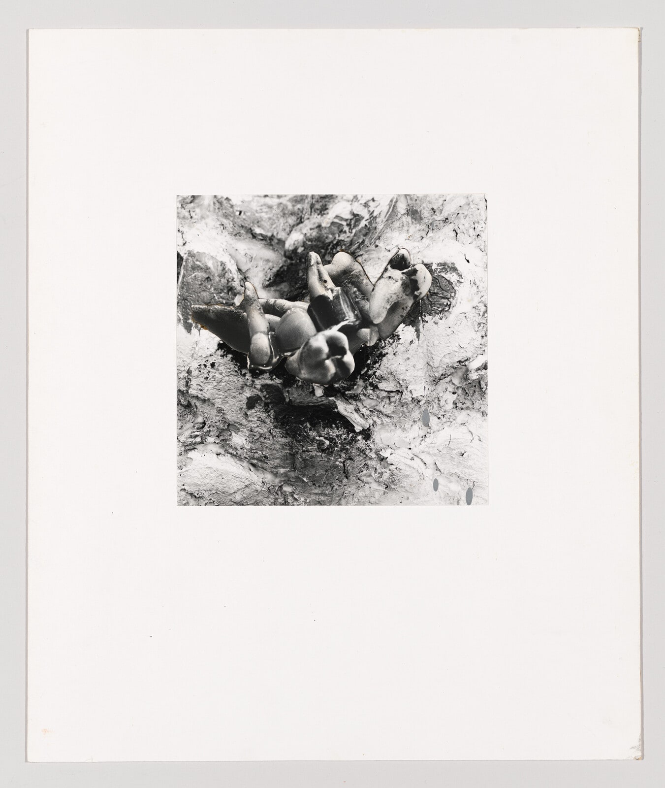 Study for September Blackberries