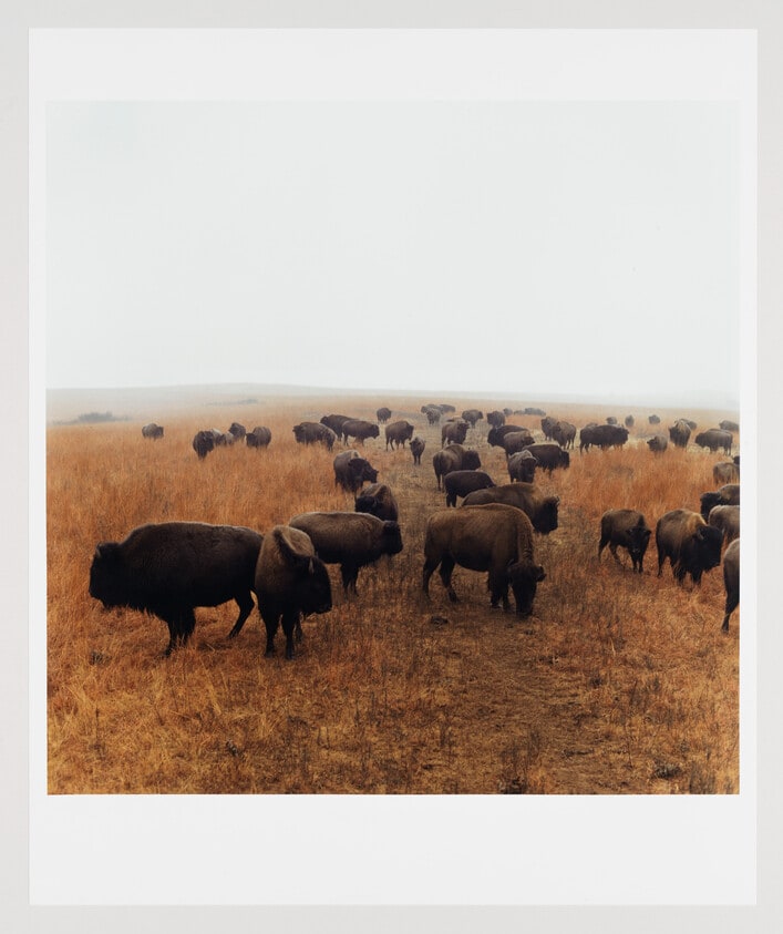 Bison at Maxwell Game Preserve, Roxbury, Kansas, December 1981