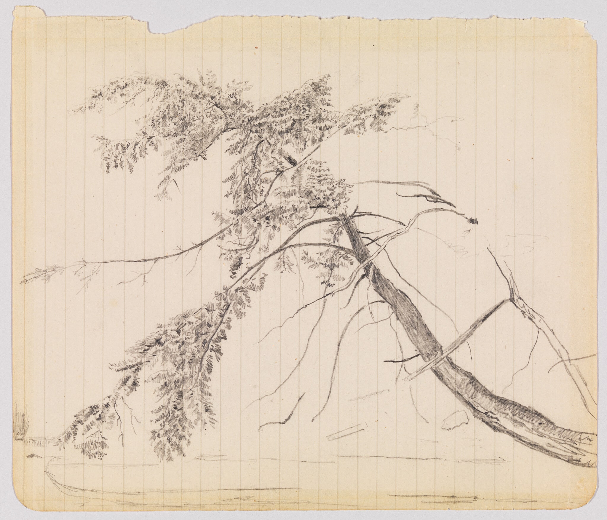 Tree Branch