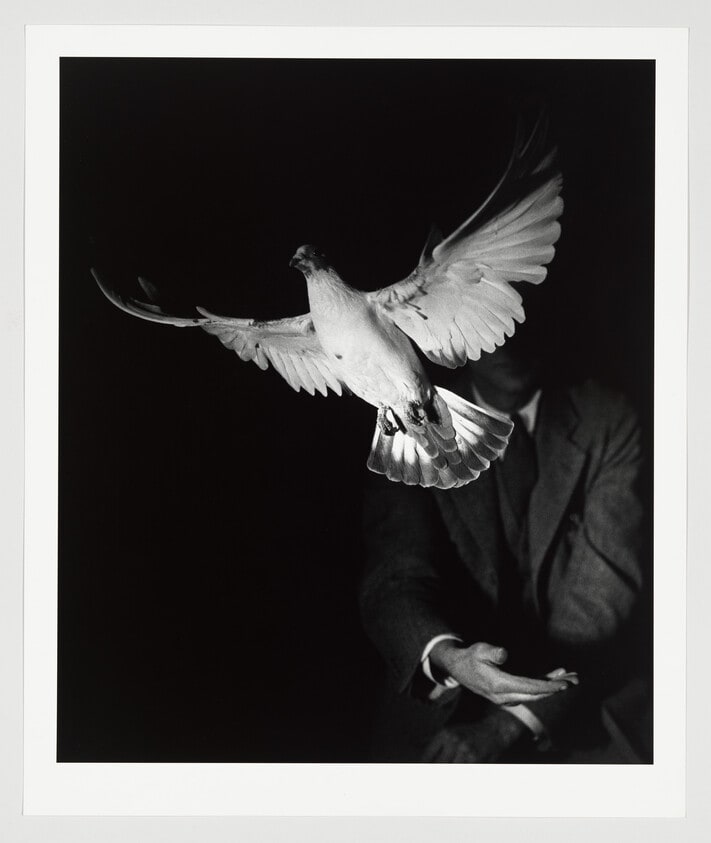 Flight of a Dove
