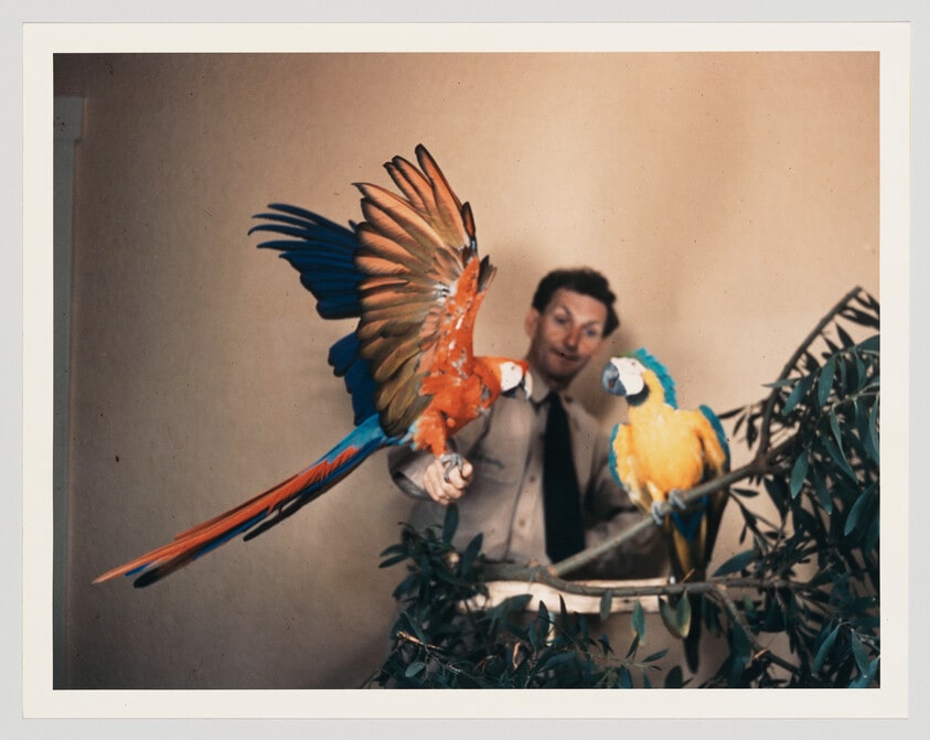 Untitled (Parrots)