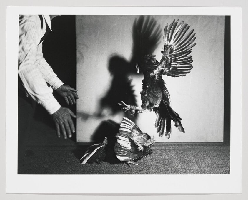 Untitled (Cockfight)