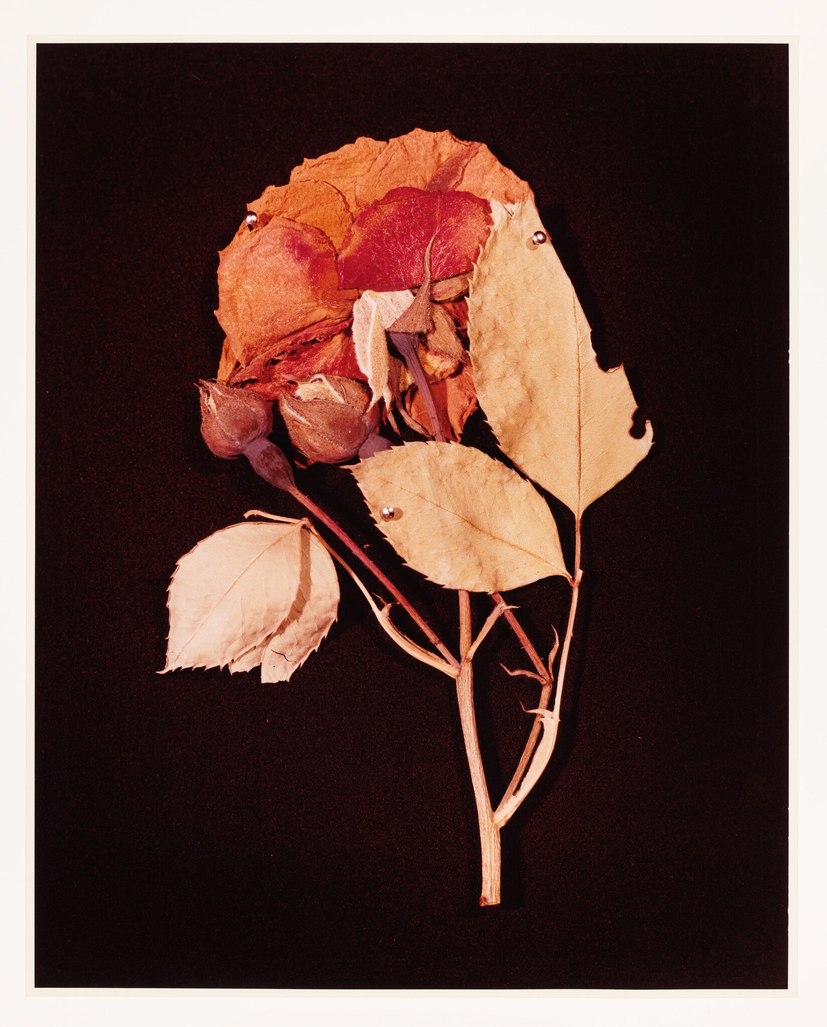 XIV. ROSE (Rosa damascena)