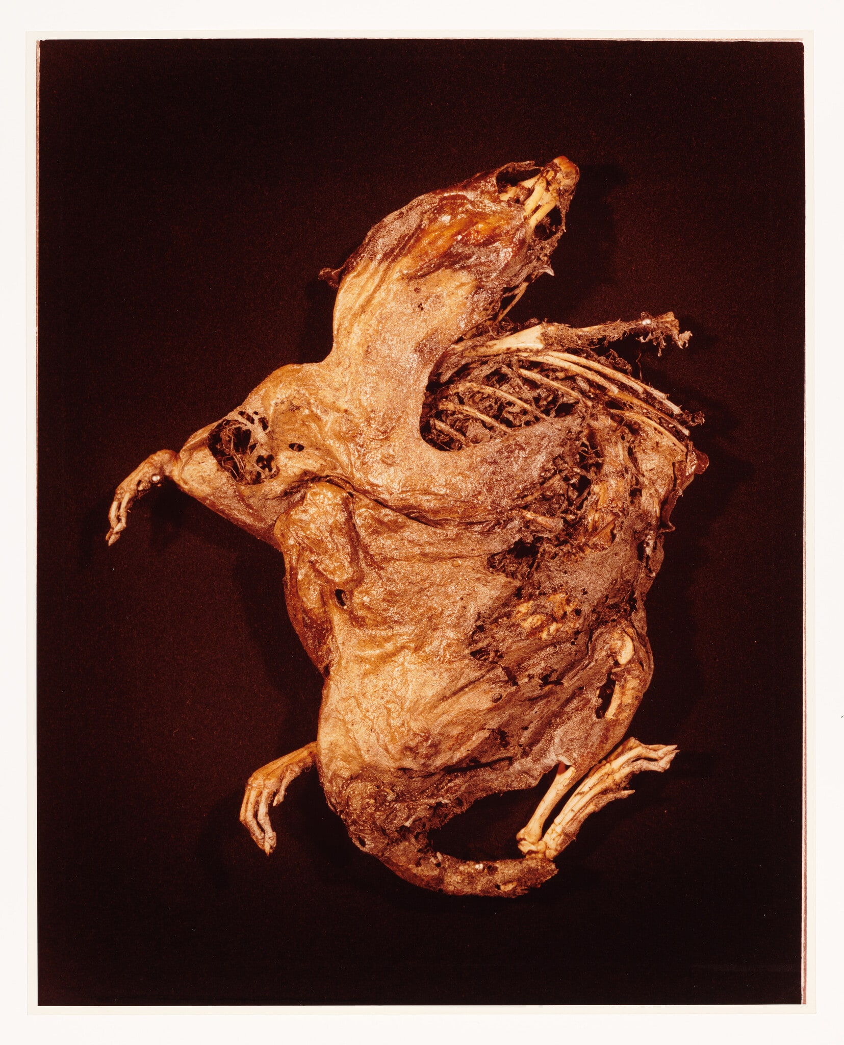 XIII. BROWN RAT (Rattus rattus)