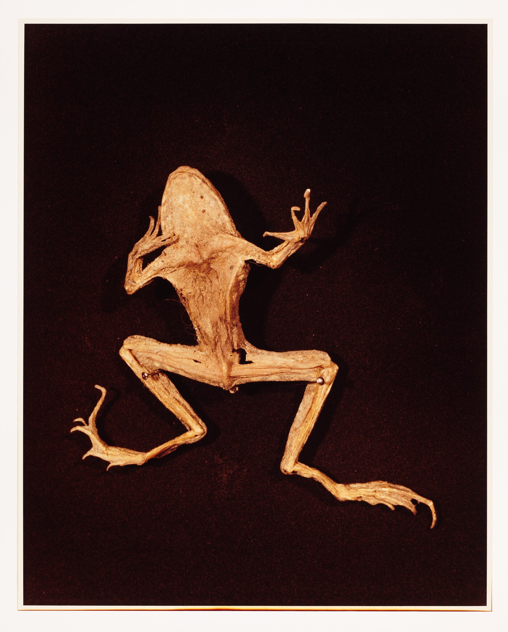 XI. GRASS FROG (Rana pipiens)
