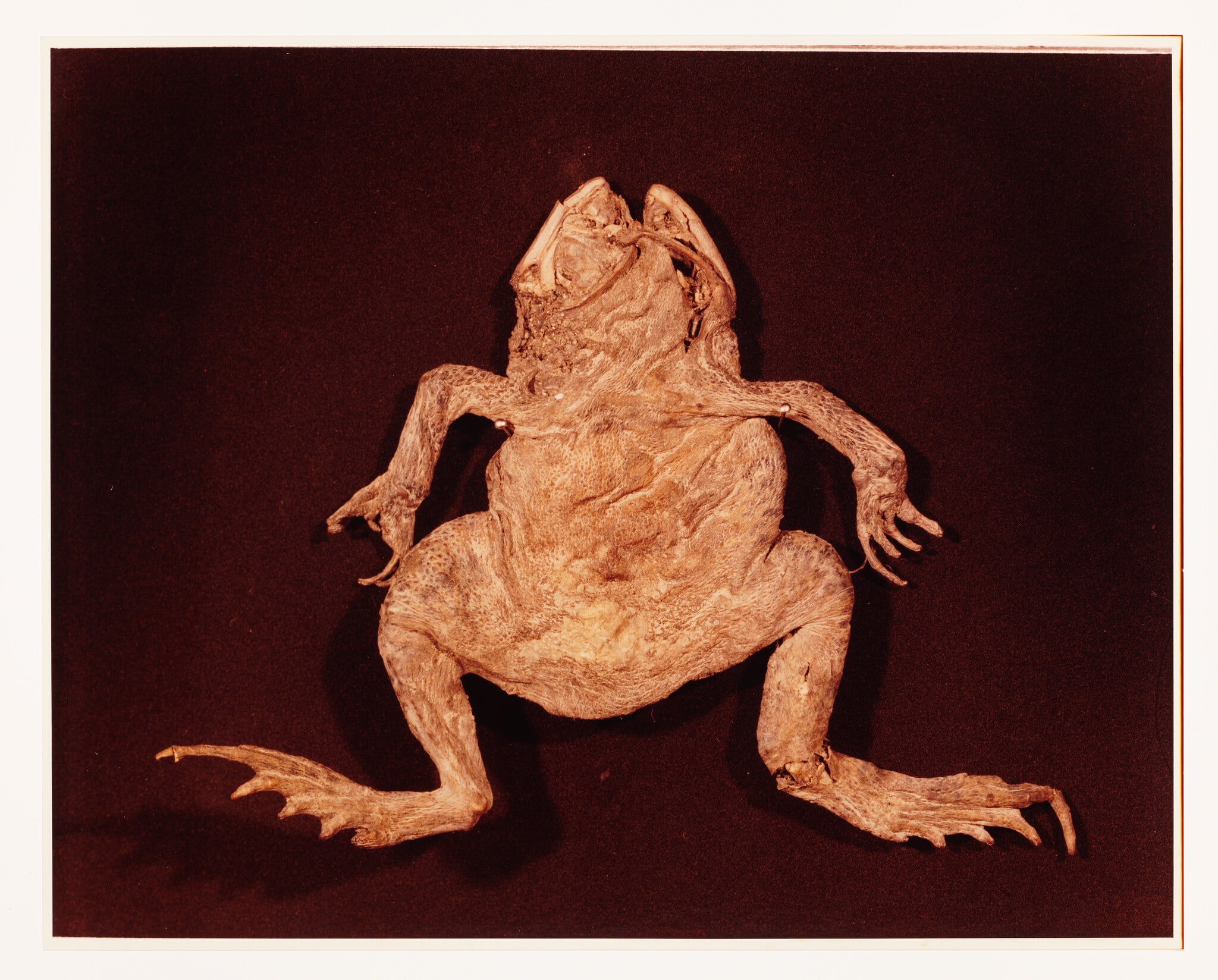 IX. GARDEN TOAD (Bufo americanus)
