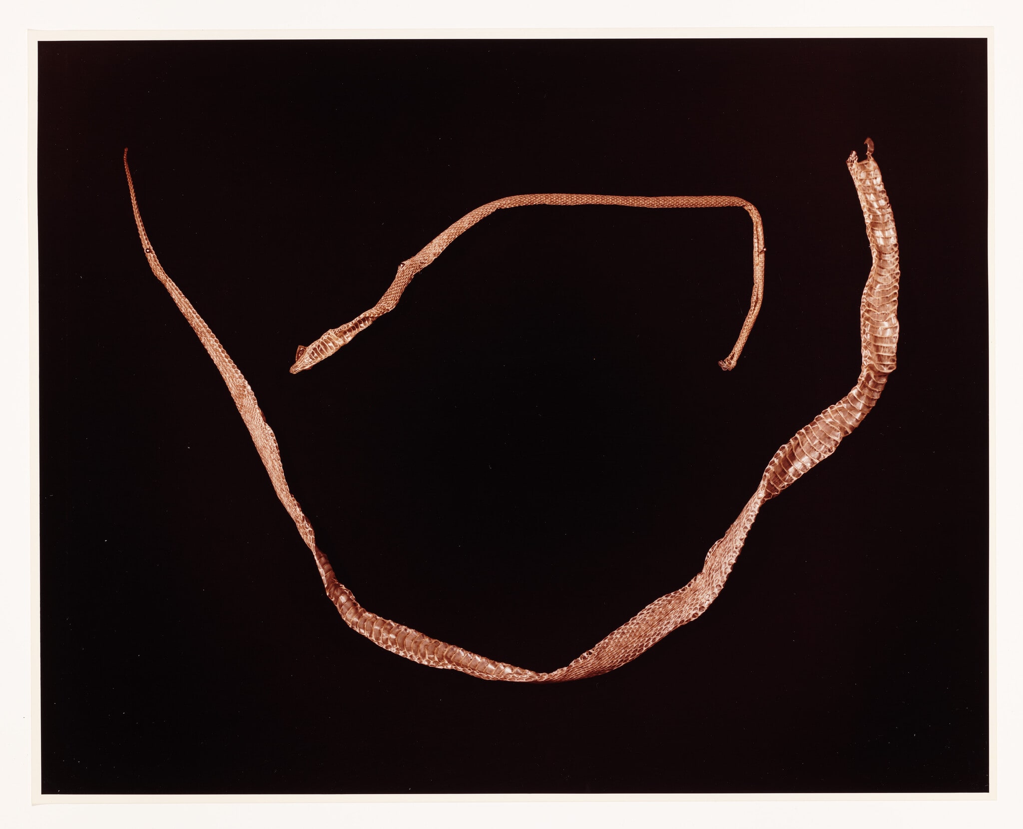 VIII. COMMON GARTER (Thamnophis sirtalis) and EASTERN COACHWHIP (Masticophis flagellum)