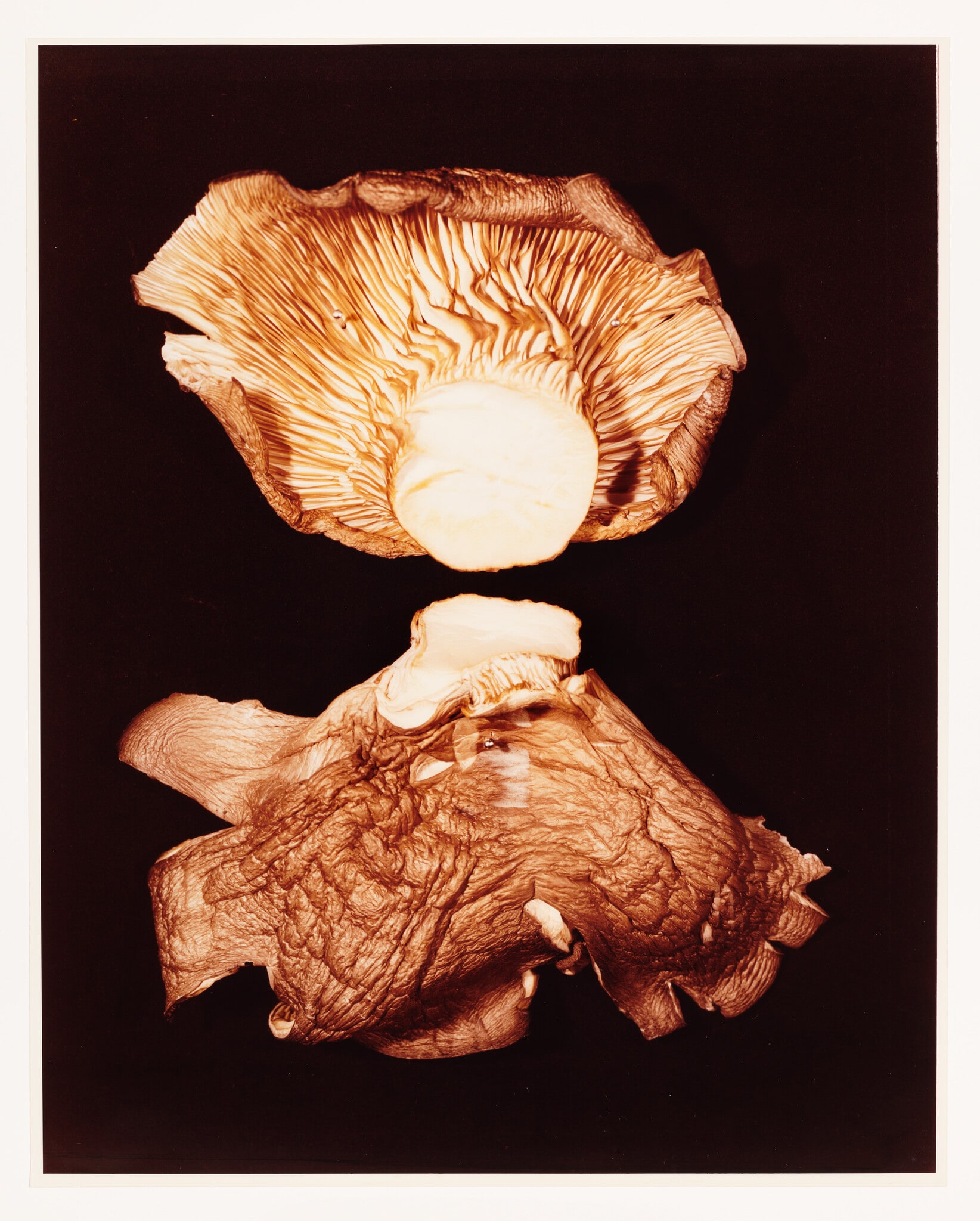 VII. OYSTER SHELL (Pleurotus ostreatus)