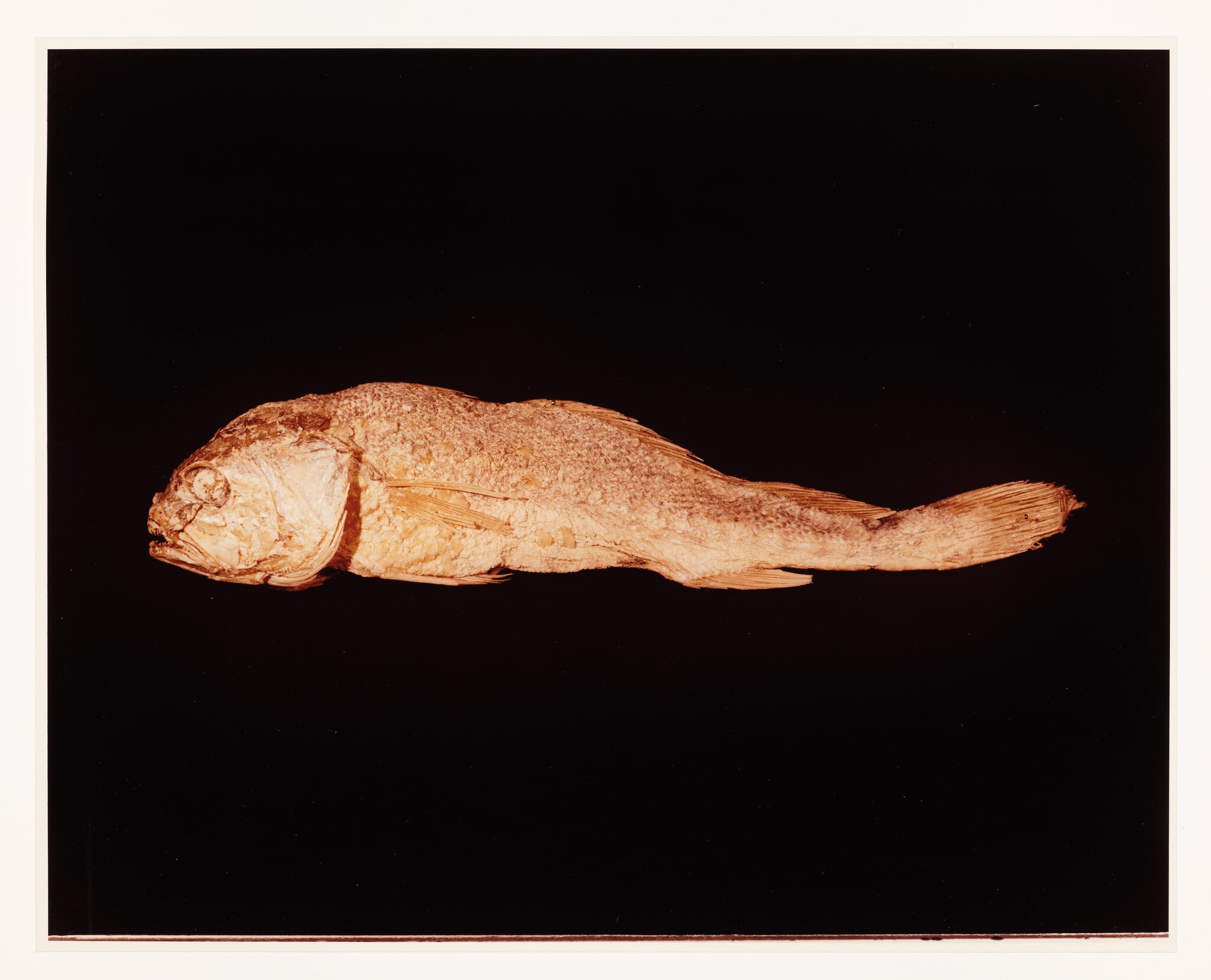 VI. MIDSHIPMAN (Porichthys notatus)