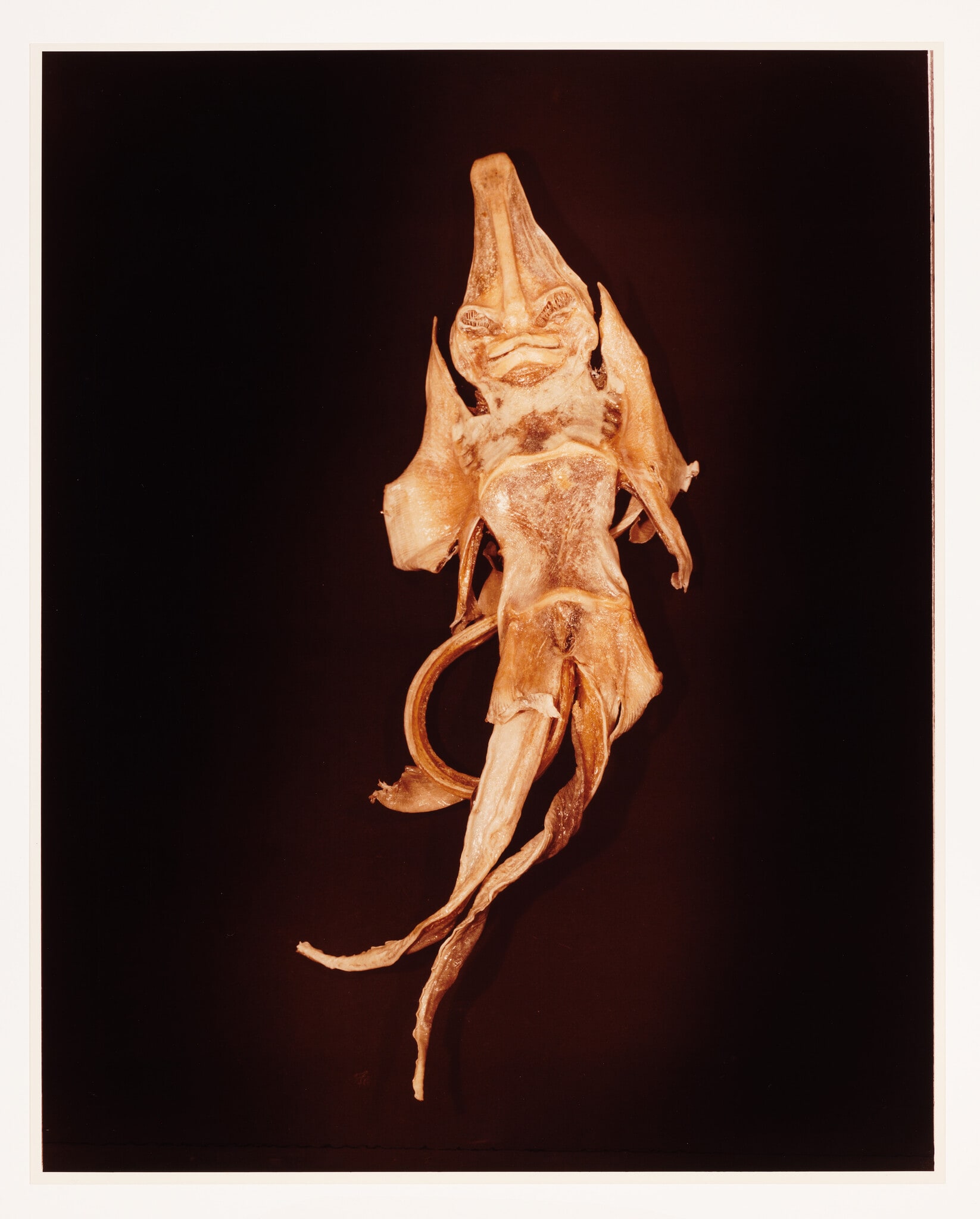 IV. CHIMAERA (Challorhynchus capensis)