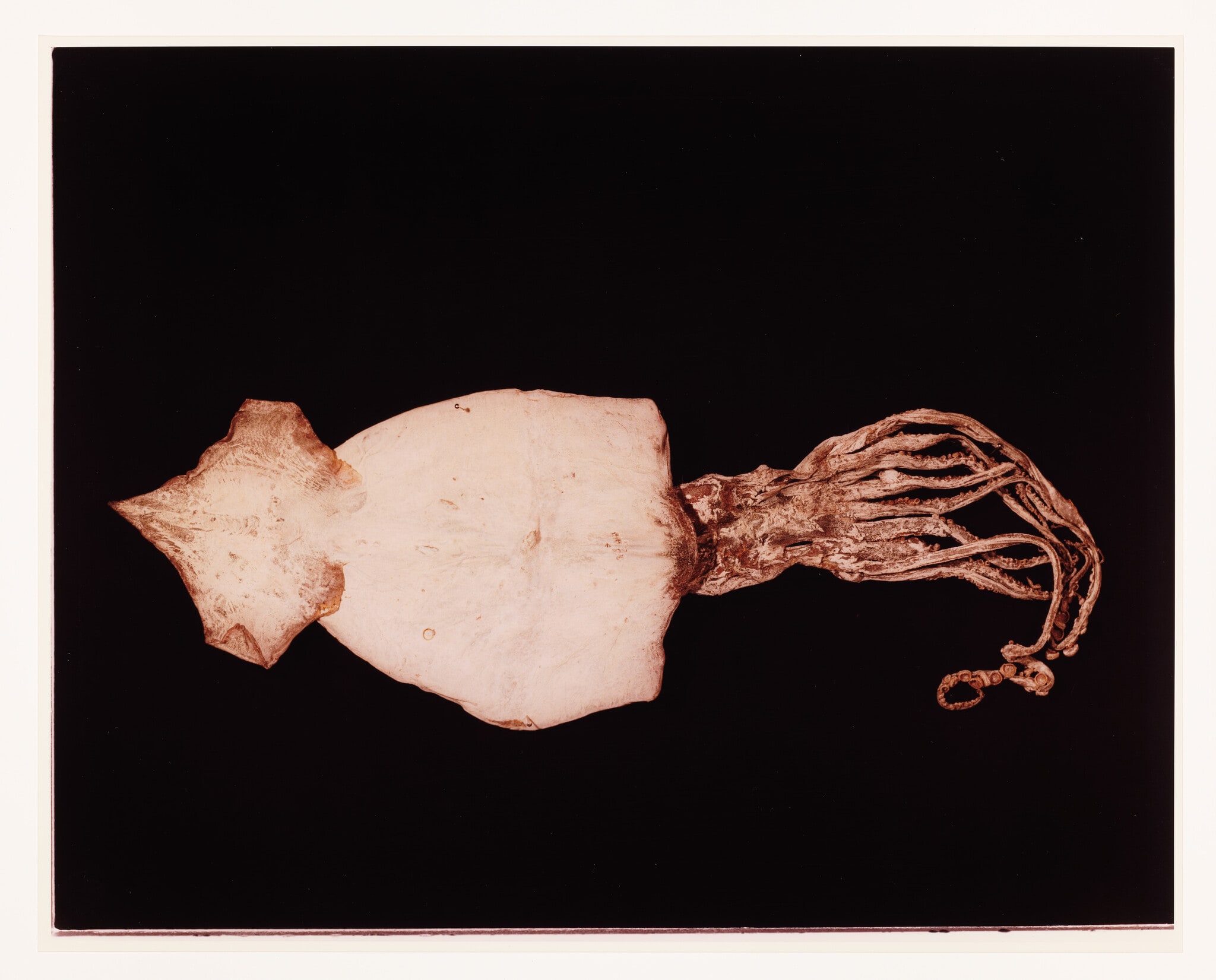 III. CUTTLEFISH (Rossia mastigophora)