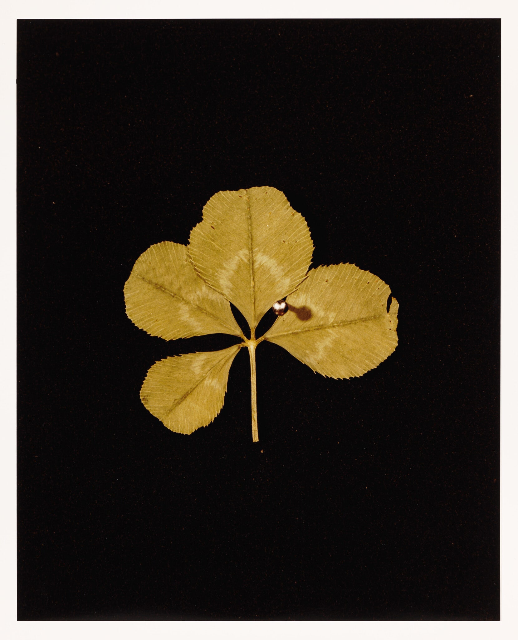 I. WHITE CLOVER (Melilotus alba)