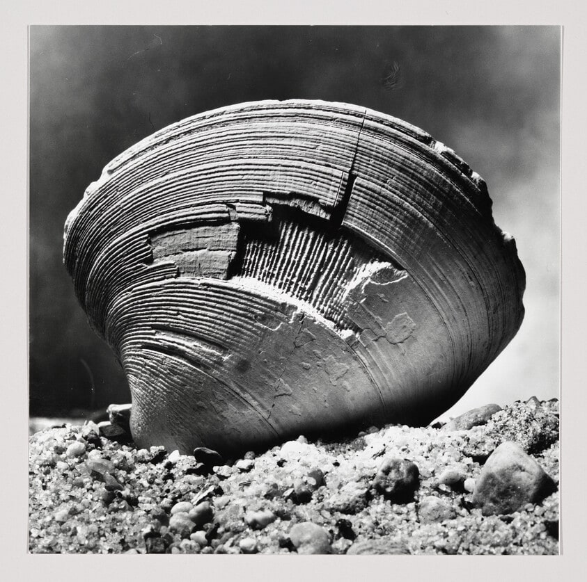 Clam Shell