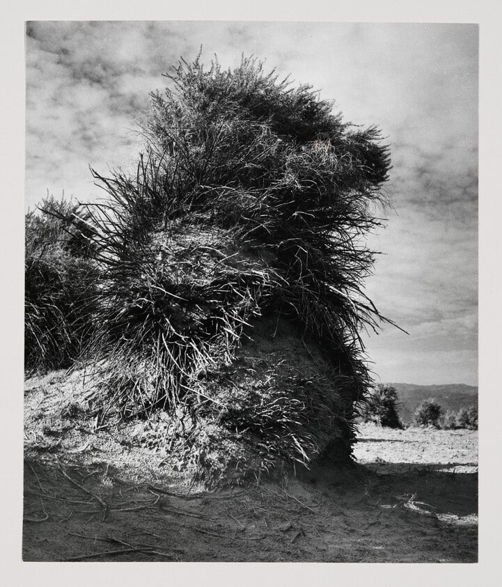 Arrow Weeds, Death Valley
