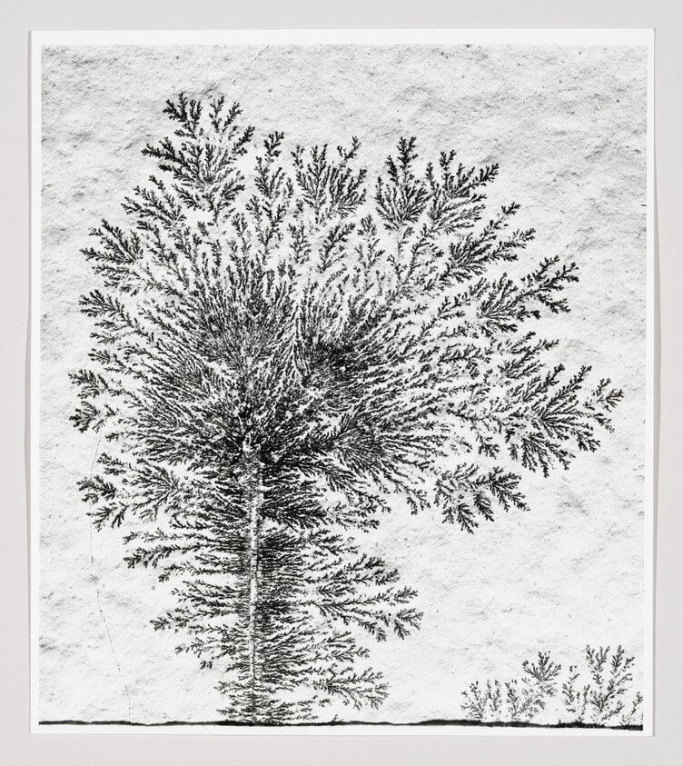 Dendrites