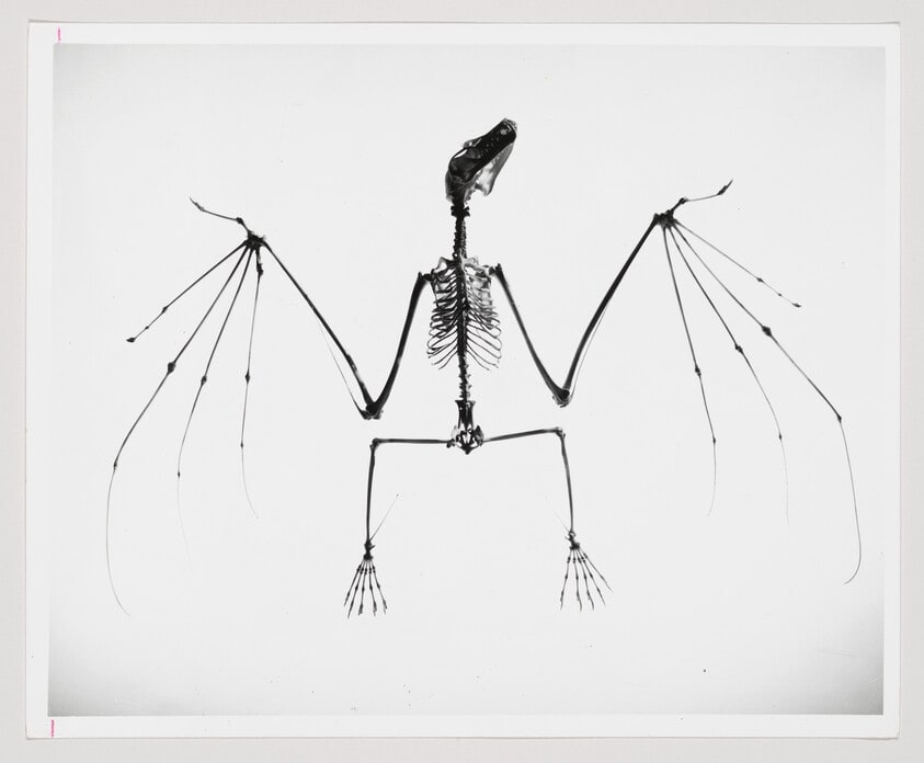 Bat Skeleton