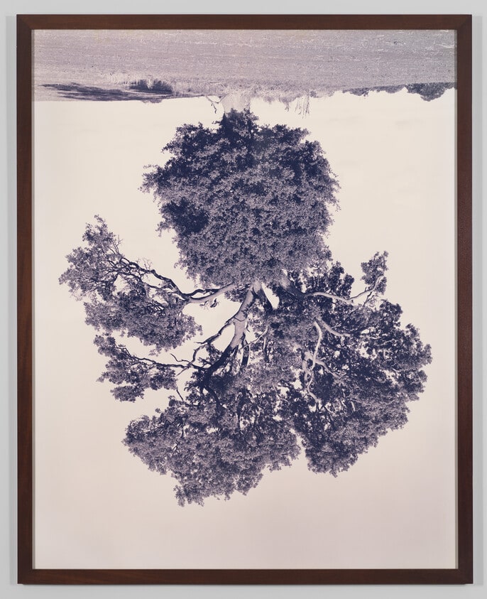 Oak, Wroxton Heath I
